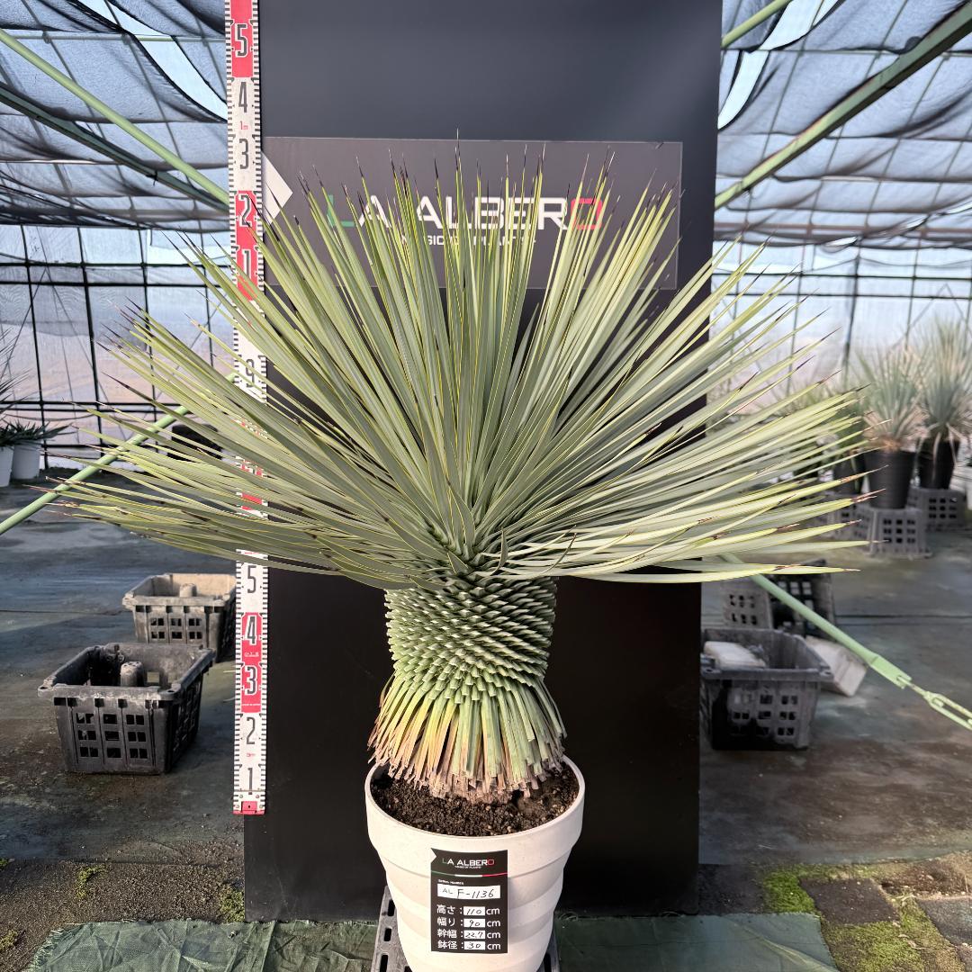【AL F-1136】ユッカ　ロストラータ　美形　超超極太個体　シルバーブルー