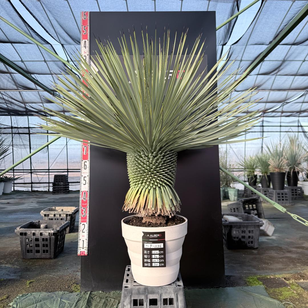 【AL F-1136】ユッカ　ロストラータ　美形　超超極太個体　シルバーブルー