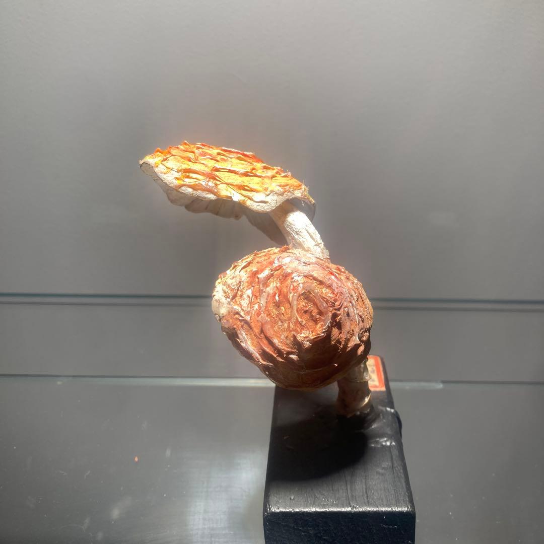 フランス　きのこ　模型　ビンテージ　実験　レトロ　石膏