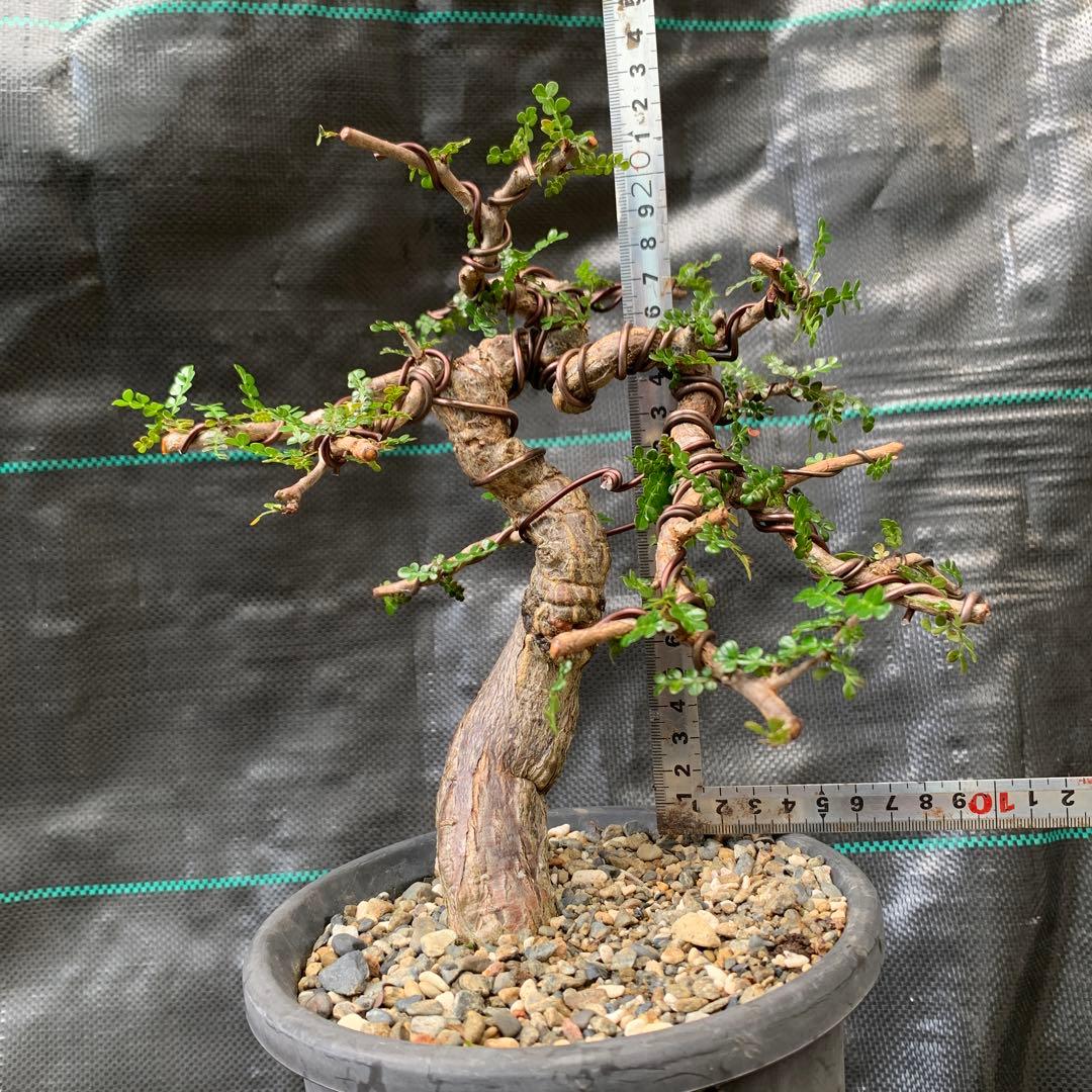 オペルクリカリア　デカリー