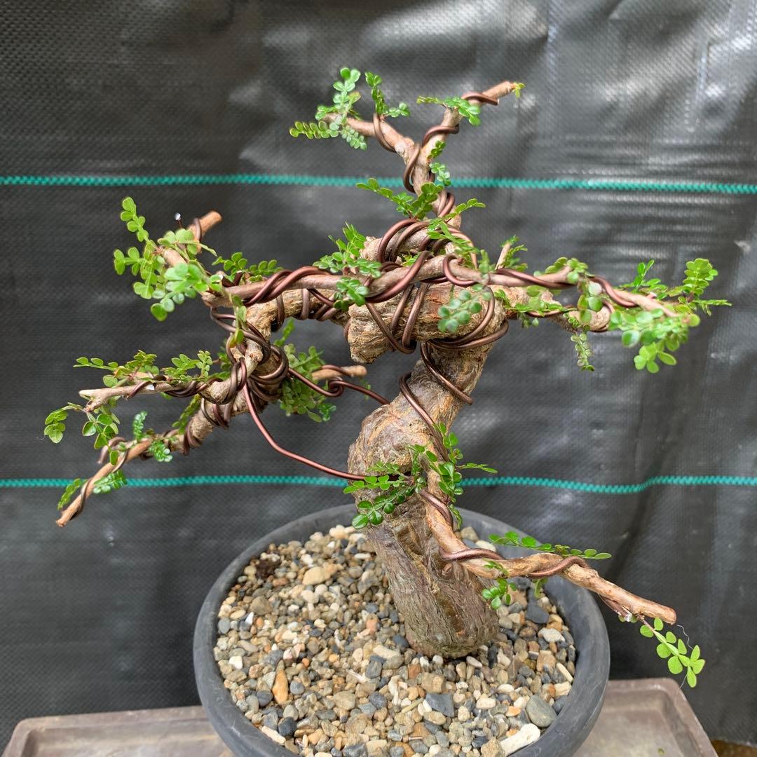 オペルクリカリア　デカリー