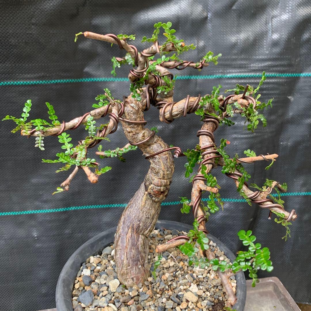 オペルクリカリア　デカリー