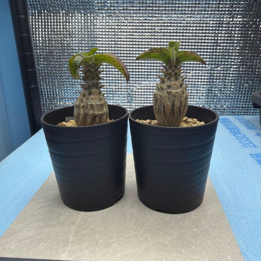 国内実生　パキポディウムウィンゾリー　　検索グラキリス