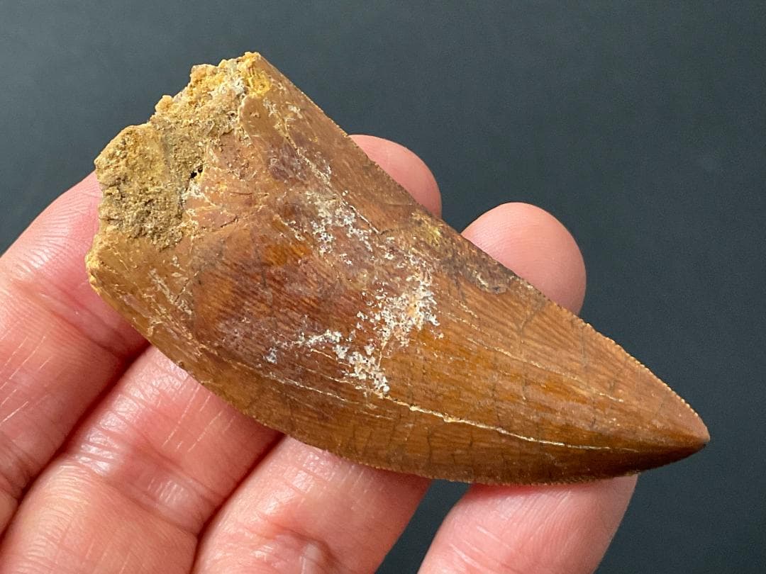 カルカロドントサウルスの歯 [DS364] 化石 恐竜の歯