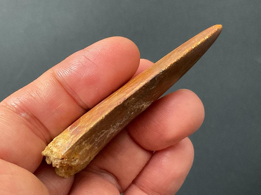 カルカロドントサウルスの歯 [DS364] 化石 恐竜の歯