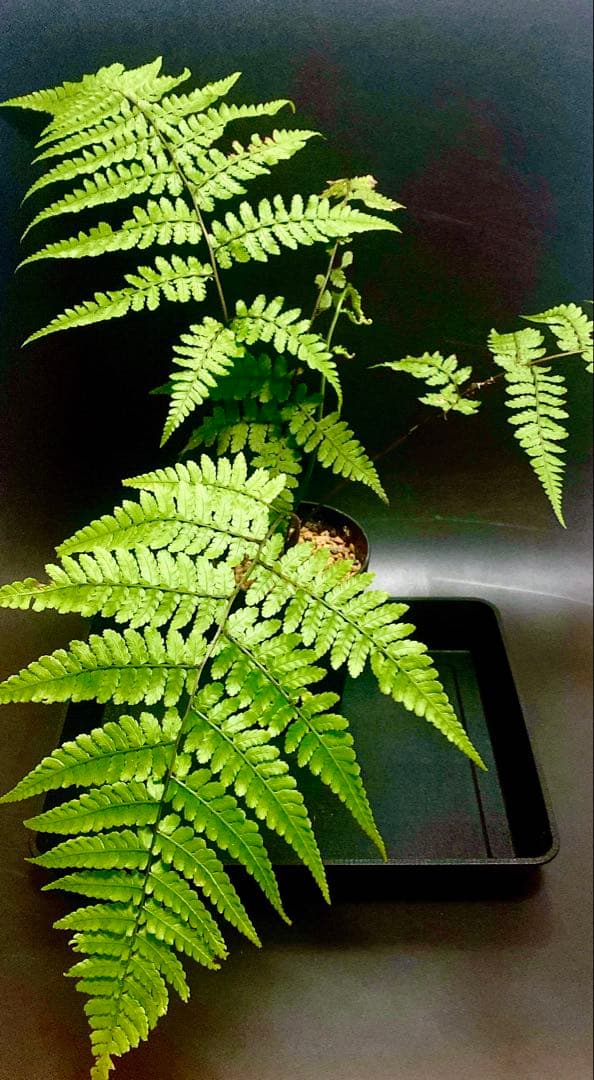 激レア！　アマミシダ　奄美大島固有種　現地採集株