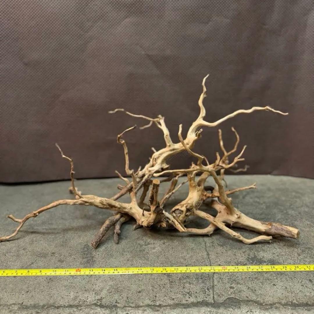 ブランチウッド アクアリウム＆テラリウム流木5本組SET(オマケ流木3本付き)