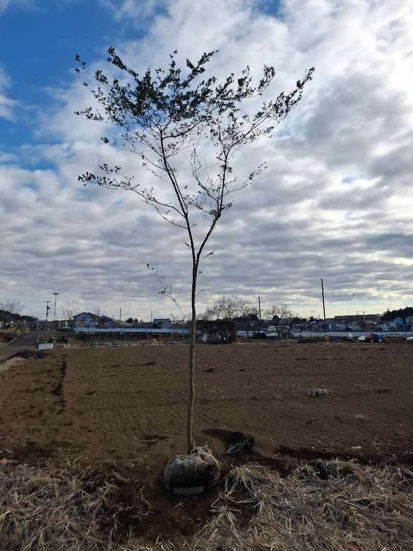 ツゲ　柘植　山採り　　　－アオダモ、アオハダ、カエデ、もみじー