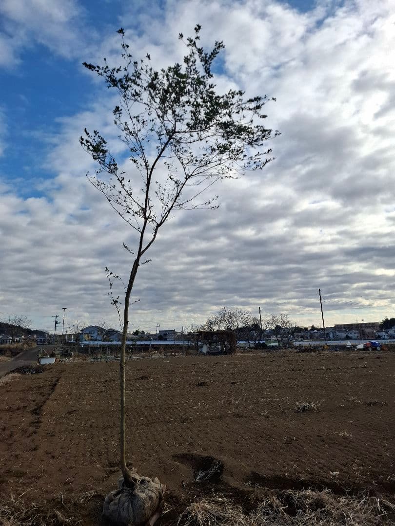 ツゲ　柘植　山採り　　　－アオダモ、アオハダ、カエデ、もみじー