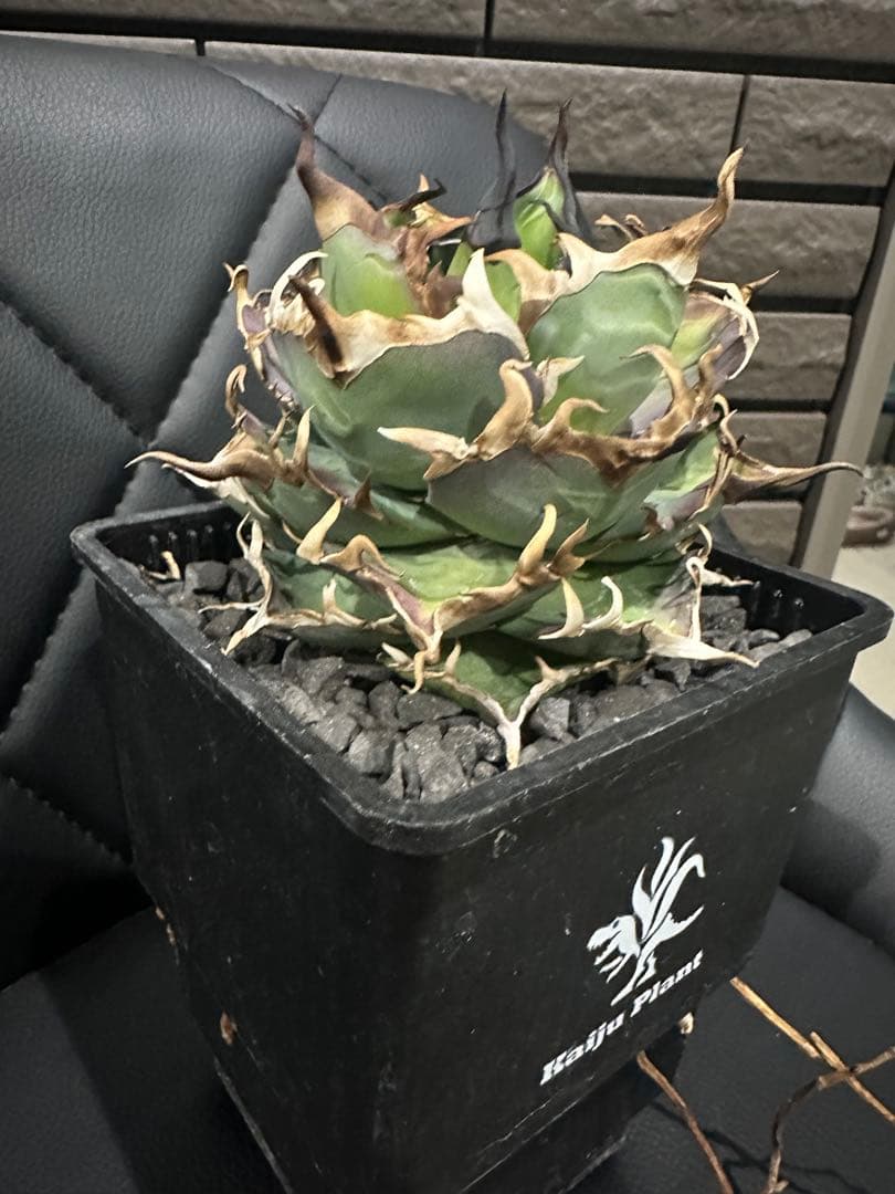 アガベ ハデス 親株 チタノタ