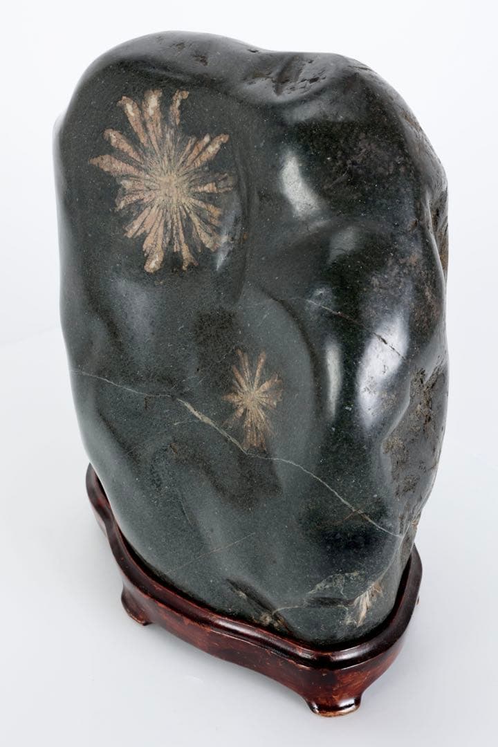 【特大13kg】菊花石 花紋石 台座付 天然石 鑑賞石 水石 盆石 飾石 原石