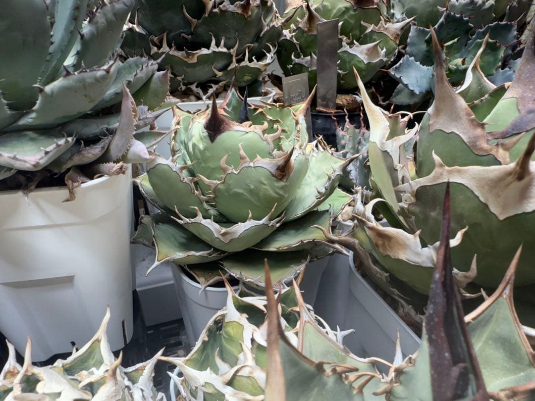 OSP アガベ オアハカ実生 オテロイ チタノタ