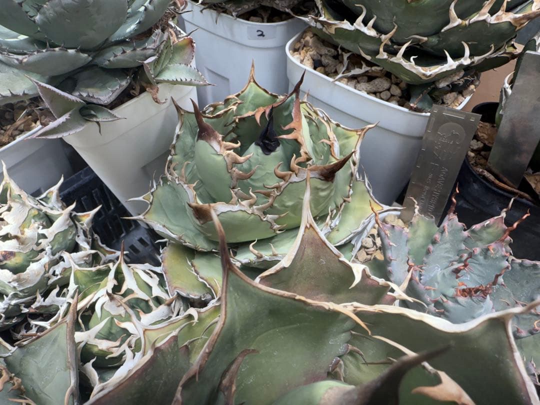 OSP アガベ オアハカ実生 オテロイ チタノタ