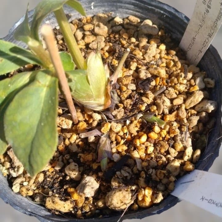 加藤農園。モーリー。セミダブル多弁クリスマスローズ