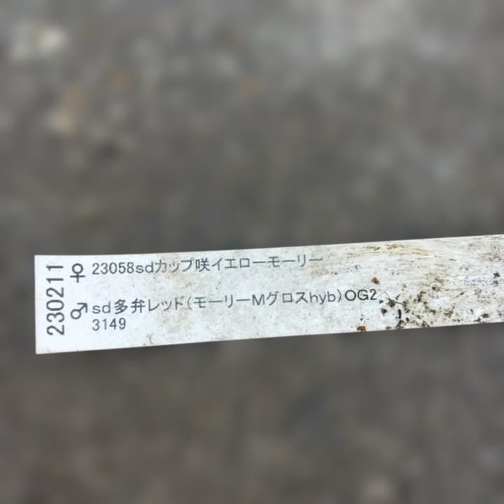 加藤農園。モーリー。セミダブル多弁クリスマスローズ