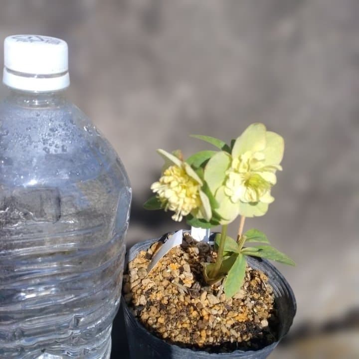 加藤農園。モーリー。セミダブル多弁クリスマスローズ