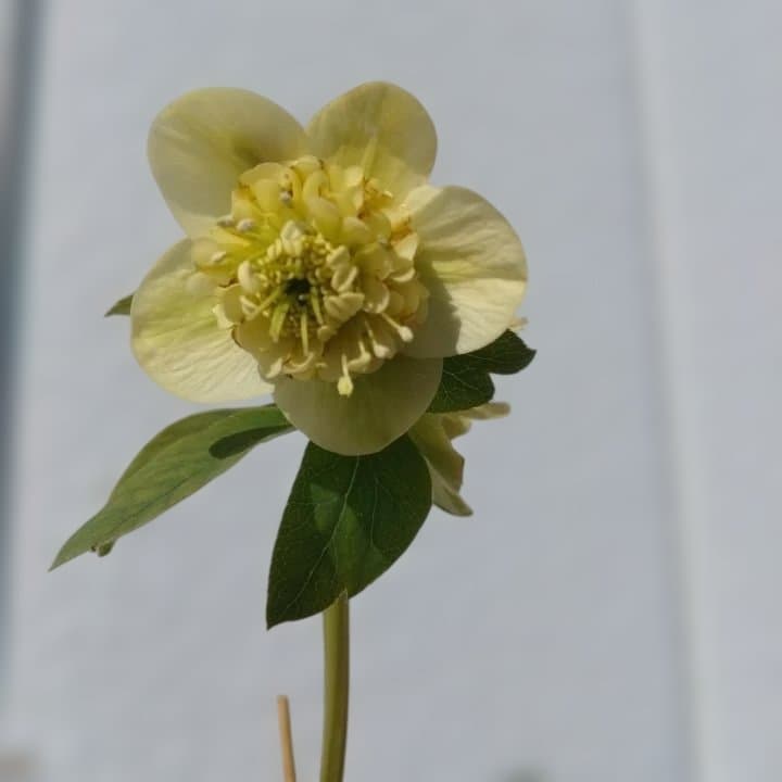 加藤農園。モーリー。セミダブル多弁クリスマスローズ