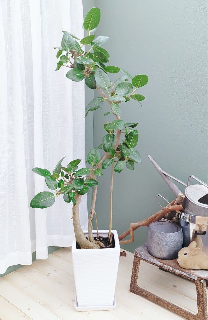 大人インテリアグリーン(現品)ベンガレンシス ゴムの木８号