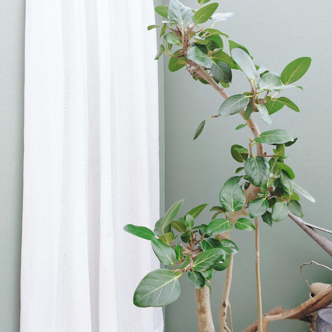 大人インテリアグリーン(現品)ベンガレンシス ゴムの木８号