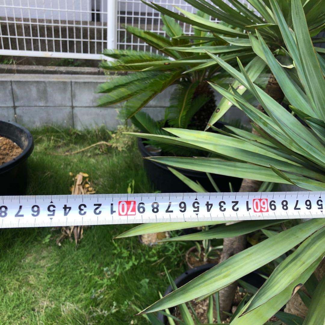 スパニッシュ・ダガー　Spanish Dagger