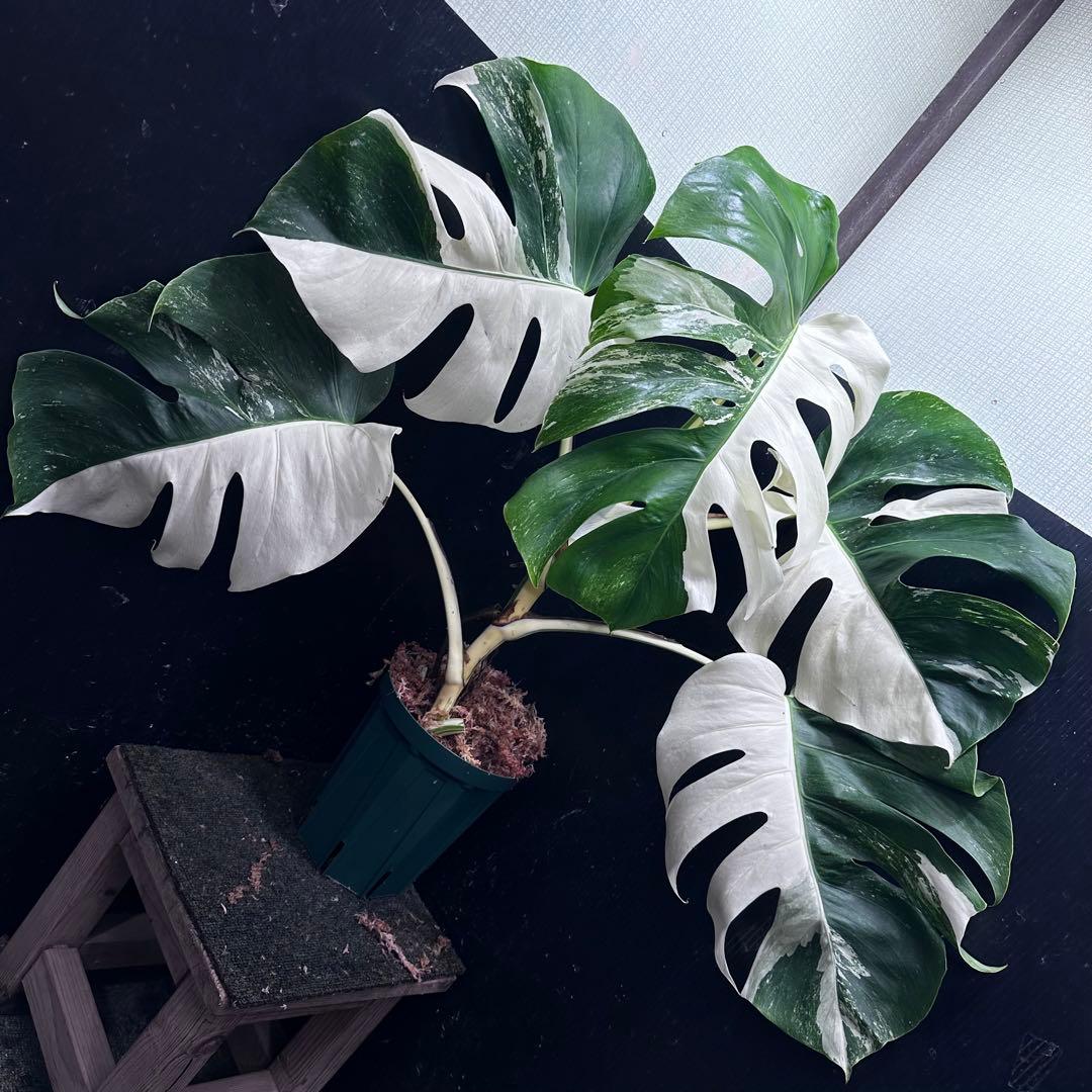 モンステラ斑入りハーフムーンホワイトタイガー極美斑入り　　 72cm