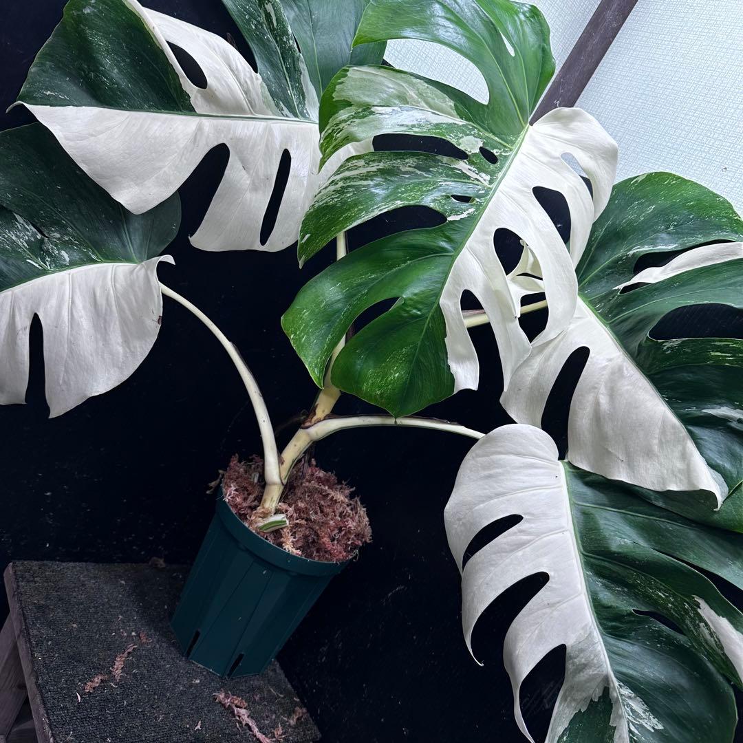 モンステラ斑入りハーフムーンホワイトタイガー極美斑入り　　 72cm