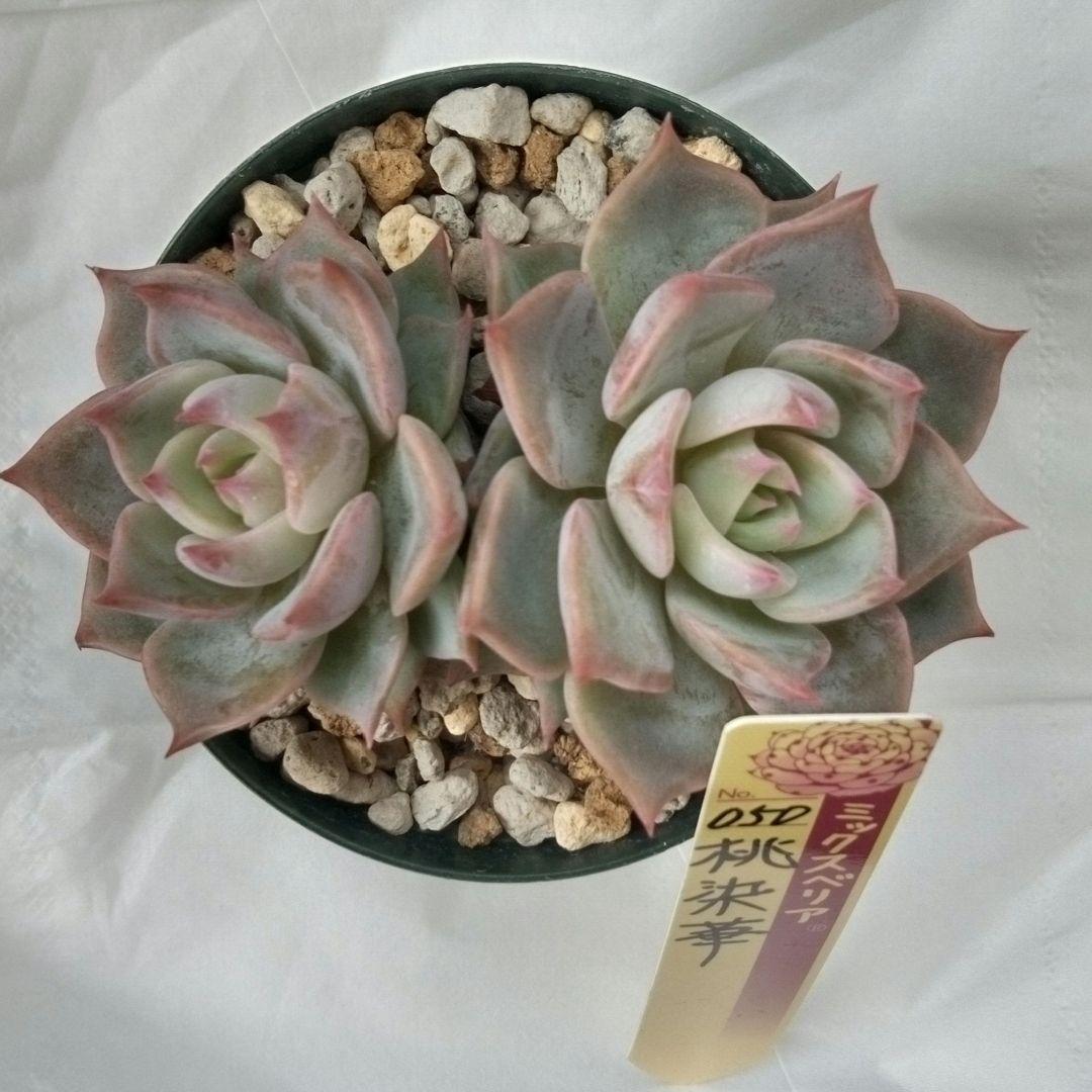 桃染華（札付き）ミックスベリア　おらいさん　多肉