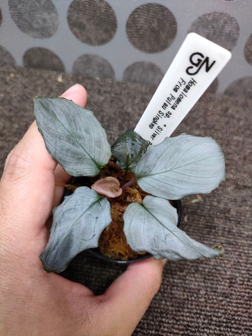 ホマロメナ シルバーパウダー シンケップ Homalomena