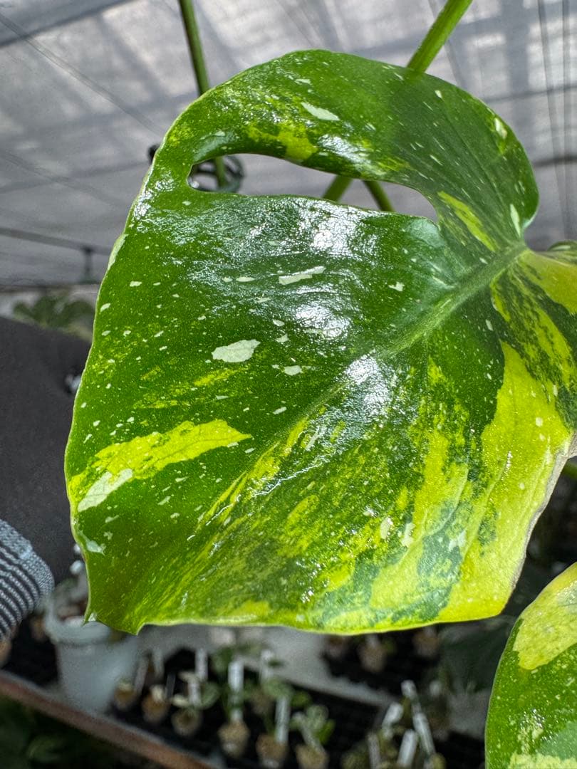 2モンステラ　タイコンステレーション　ミラクル　斑入り