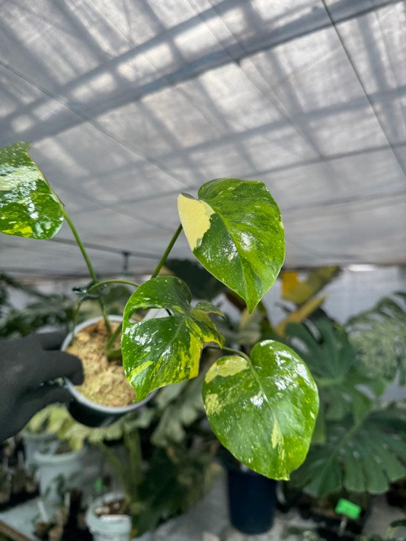 2モンステラ　タイコンステレーション　ミラクル　斑入り