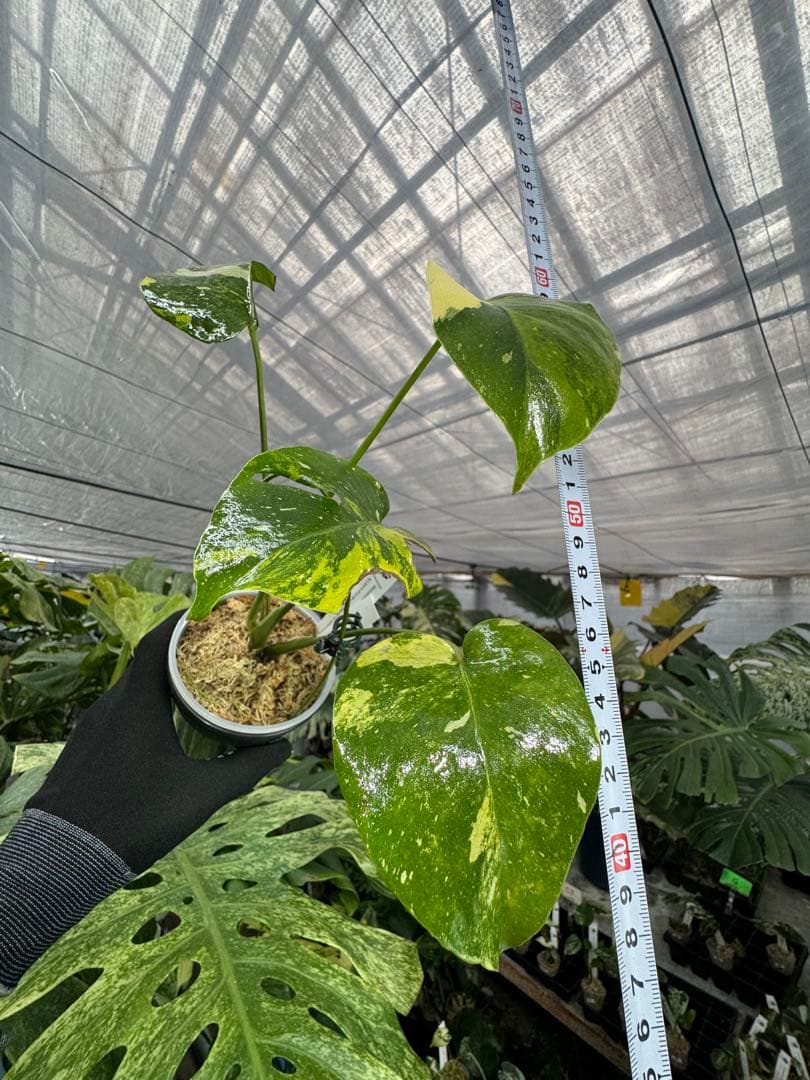 2モンステラ　タイコンステレーション　ミラクル　斑入り