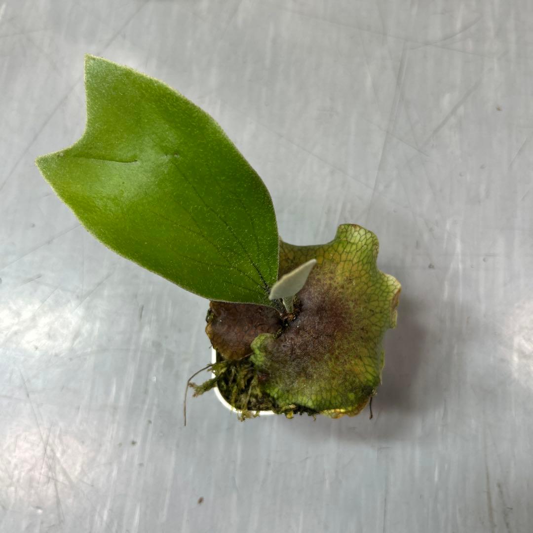 HAS.AR spore ビカクシダ ③