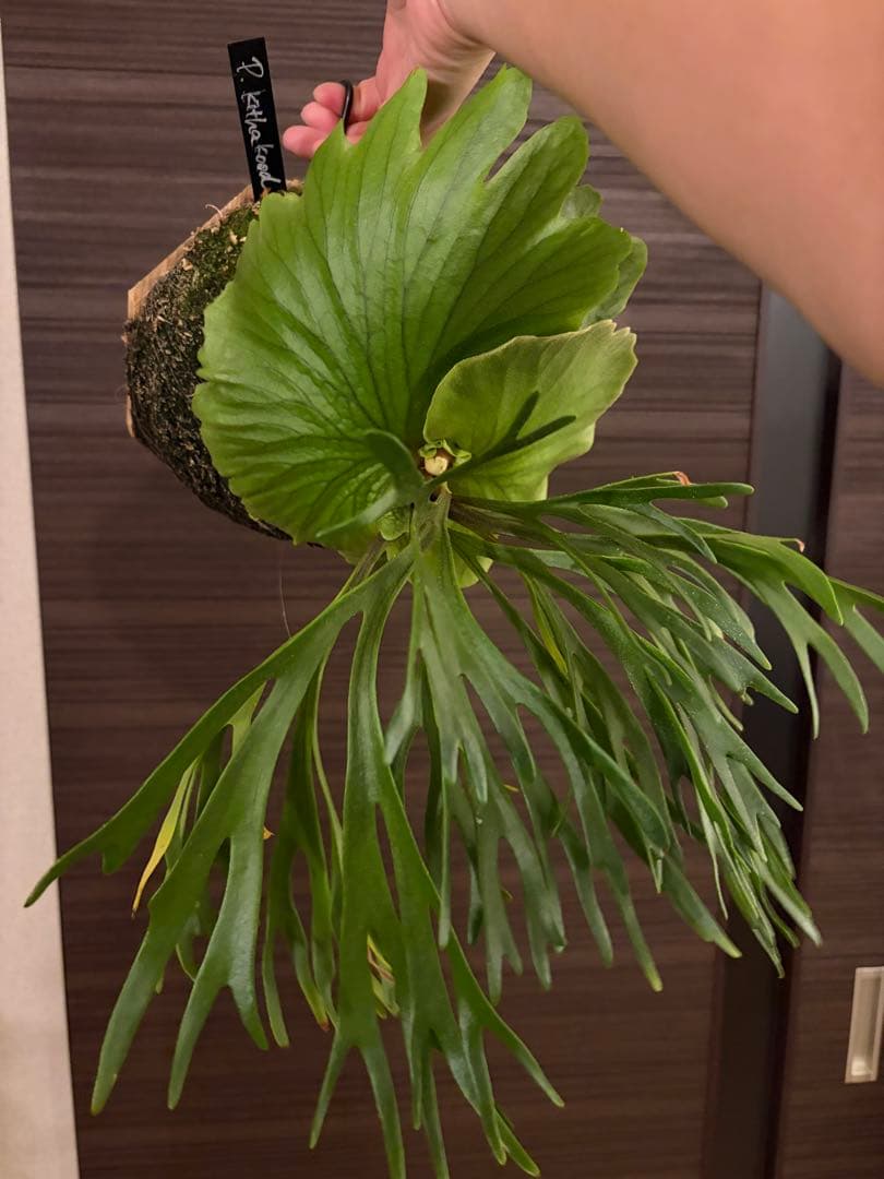 P.Mt kitshakood thin ビカクシダ