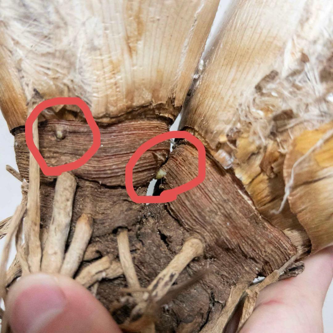 【激レア】 A ブーファン ハエマンソイデス 微発根済み 2頭 ダブルヘッド