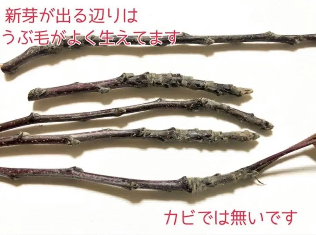 seri様