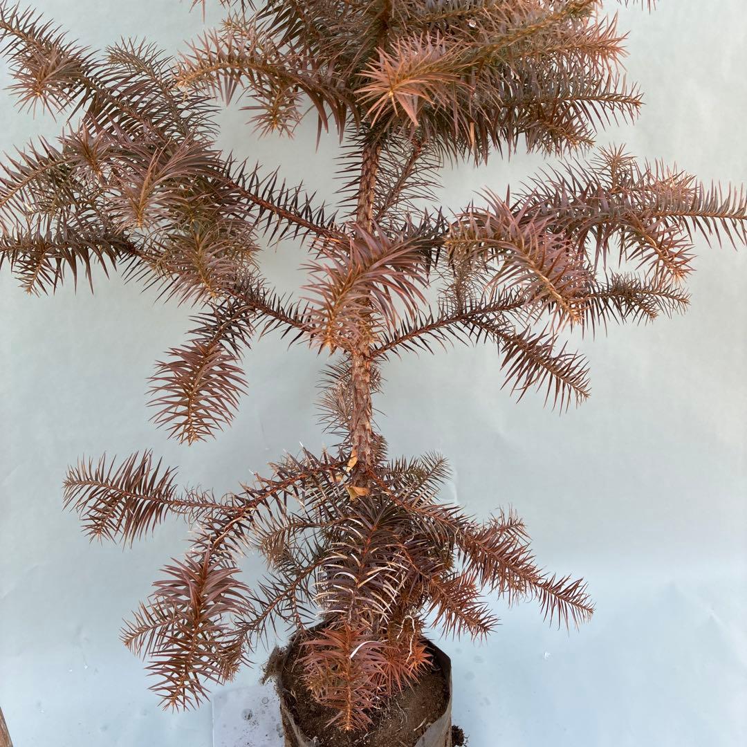 コウヨウザン　150cm