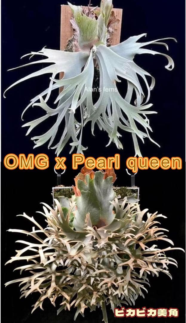 ビカクシダ P. OMG x Pearl Queen sporeling 交配種