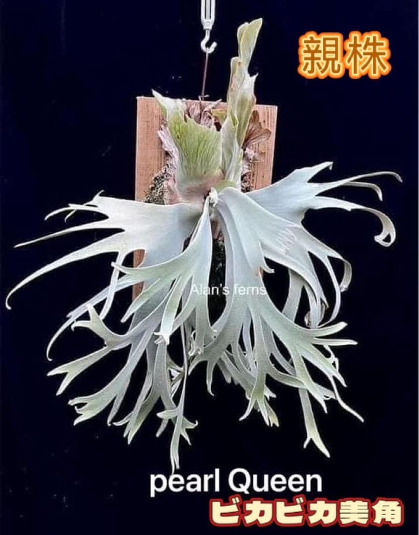 ビカクシダ P. OMG x Pearl Queen sporeling 交配種