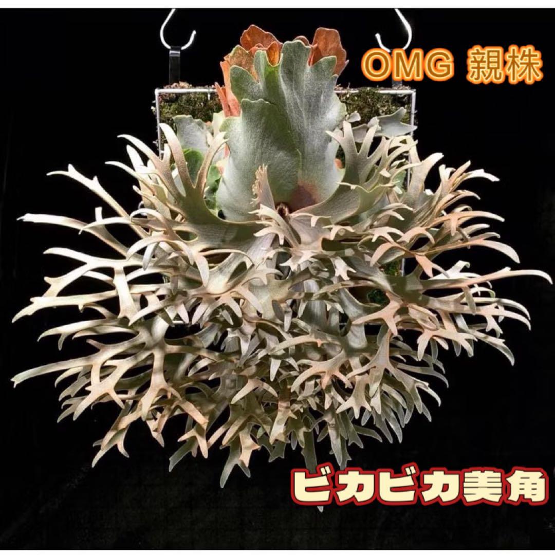 ビカクシダ P. OMG x Pearl Queen sporeling 交配種