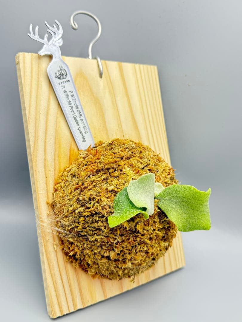 ビカクシダ P. OMG x Pearl Queen sporeling 交配種