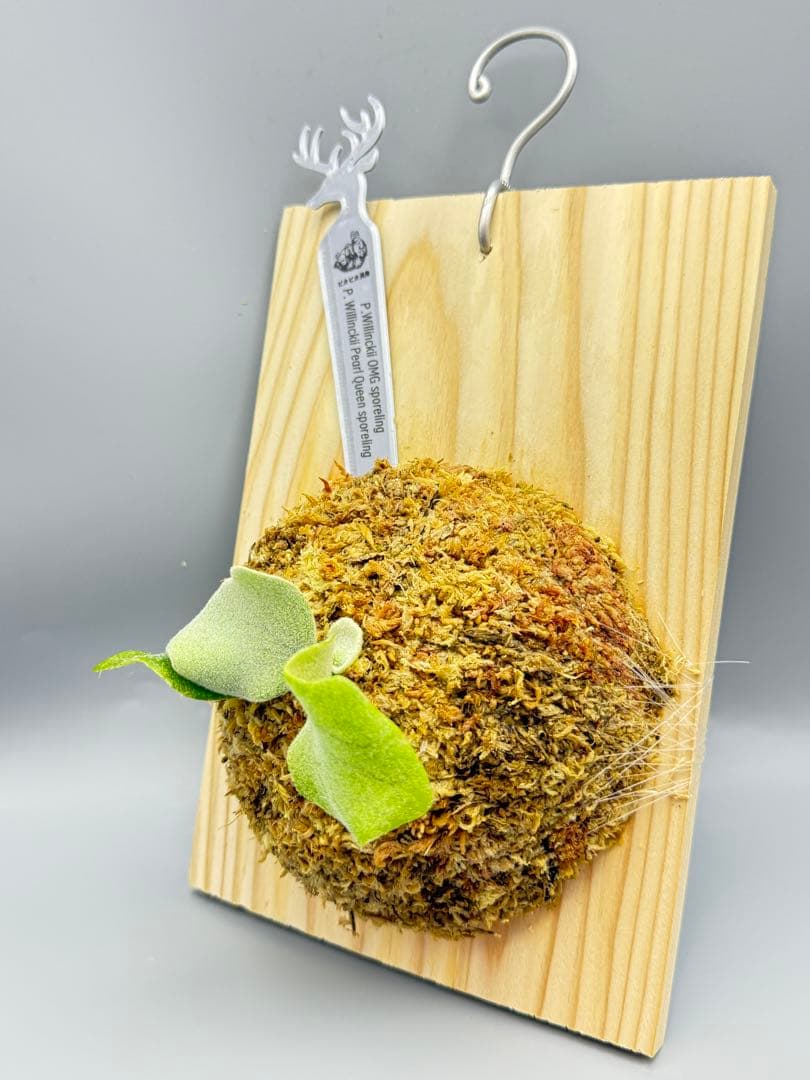 ビカクシダ P. OMG x Pearl Queen sporeling 交配種