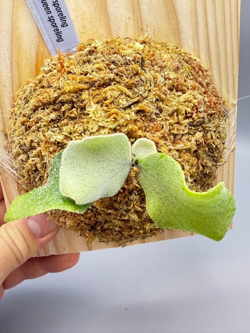 ビカクシダ P. OMG x Pearl Queen sporeling 交配種