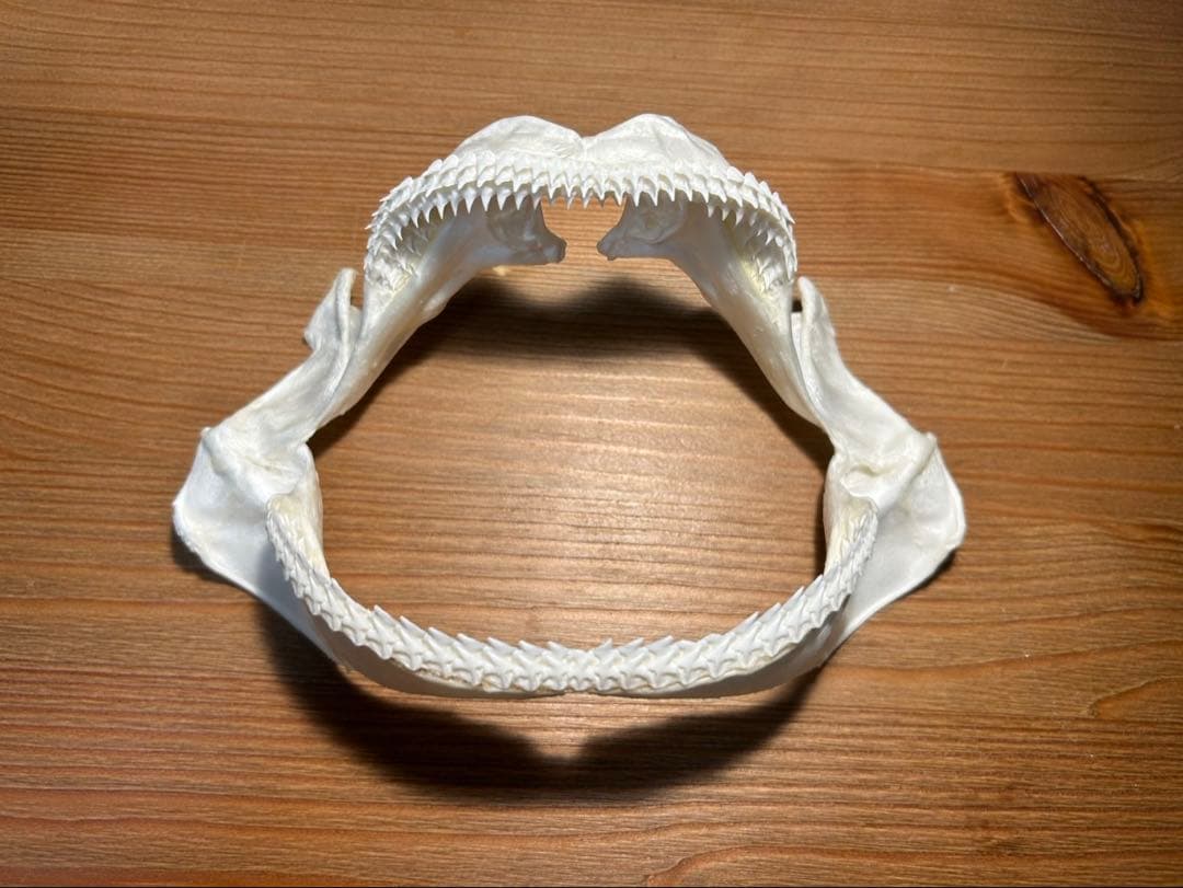 深海ザメ(タロウザメ)の顎の標本
