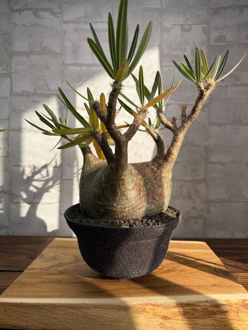 大株　パキポディウム　グラキリス　発根済み　鉢付き