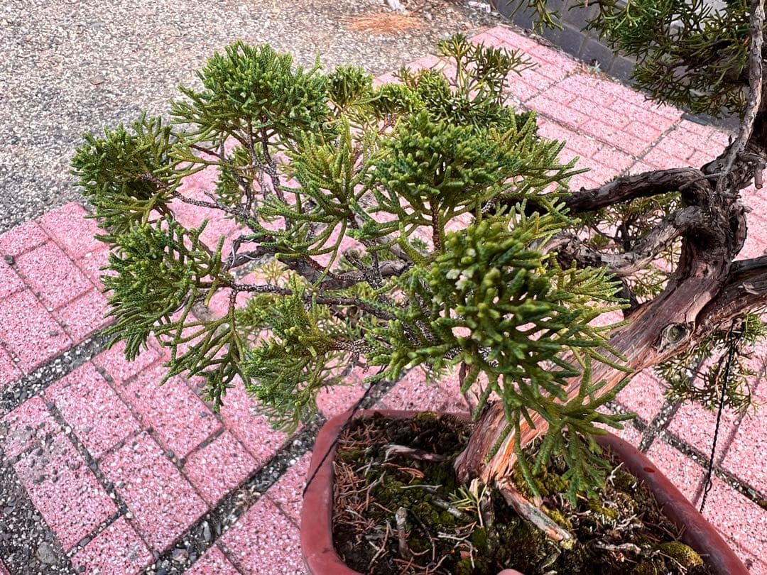 真柏盆栽　盆栽　真拍　シャリ