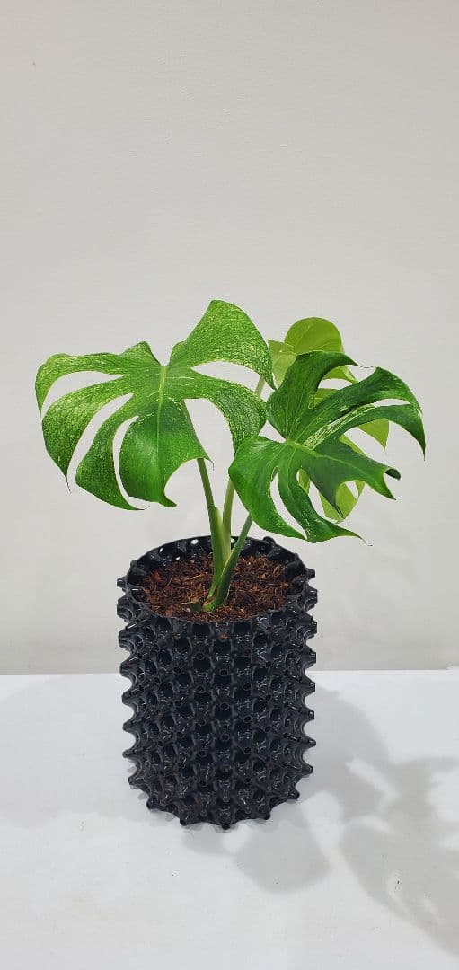 モンステラ ホワイトモンスター 散り斑タイプ／発根済み・現品