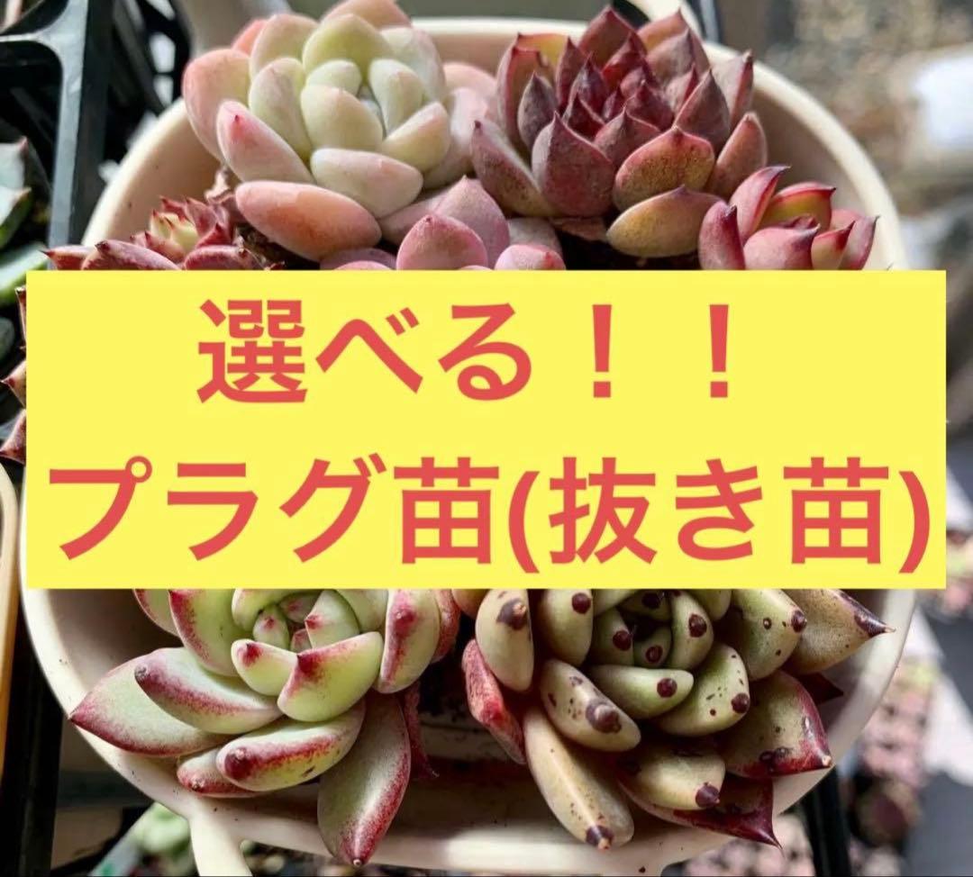 選べる！！プラグ苗(抜き苗) 多肉植物　ランダム発送