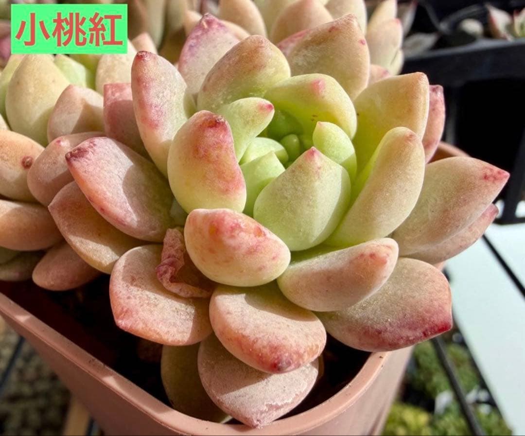 選べる！！プラグ苗(抜き苗) 多肉植物　ランダム発送