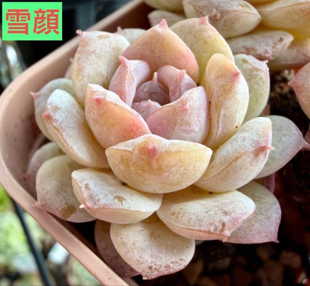 選べる！！プラグ苗(抜き苗) 多肉植物　ランダム発送