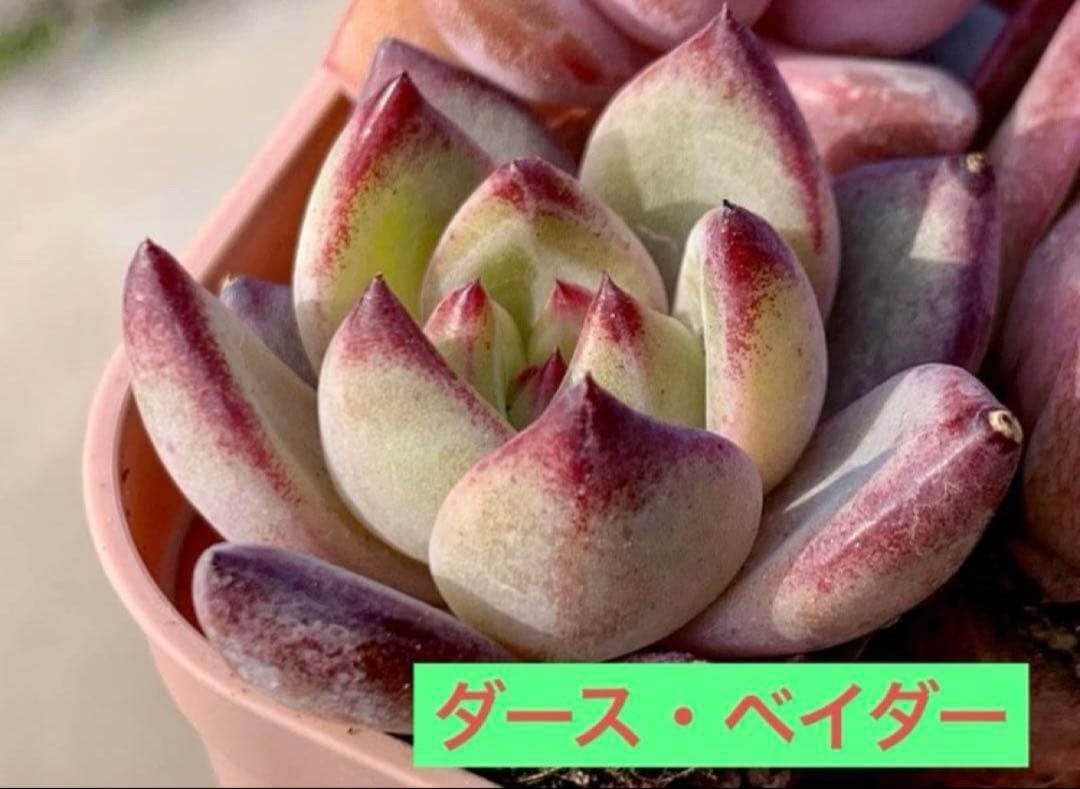 選べる！！プラグ苗(抜き苗) 多肉植物　ランダム発送